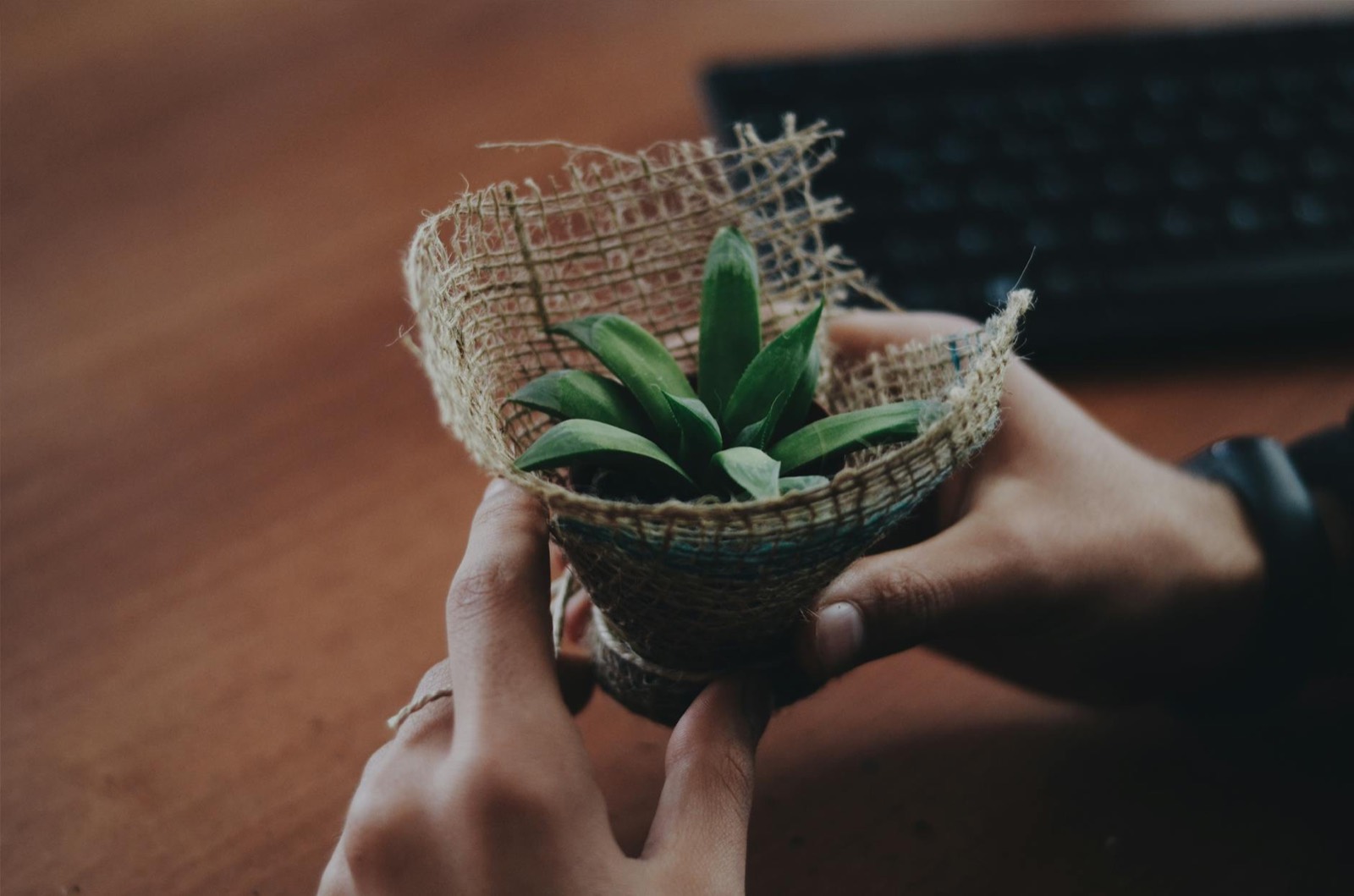 Hands gently cradling a young plant — nurturing, holistic care